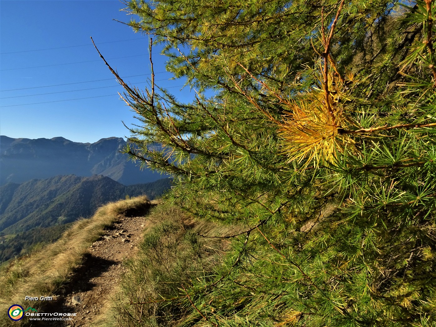 12 I larici si tingono d'autunno.JPG